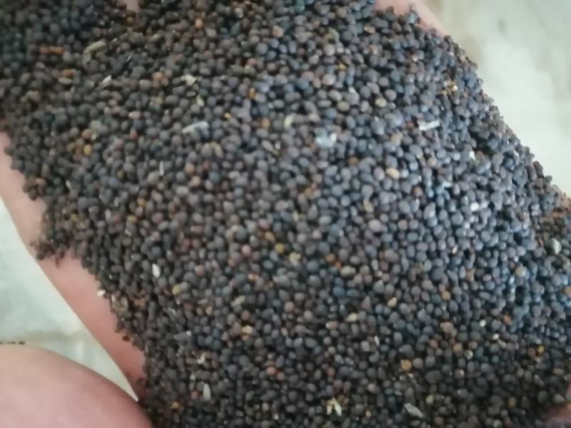 鼠尾草种子。小粒鼠尾草种子（蓝花）多年生