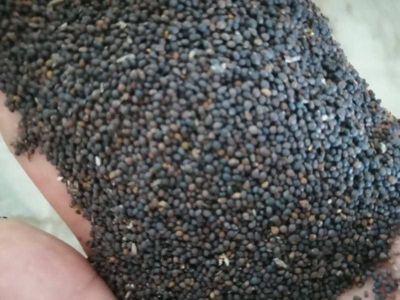鼠尾草种子。小粒鼠尾草种子（蓝花）多年生
