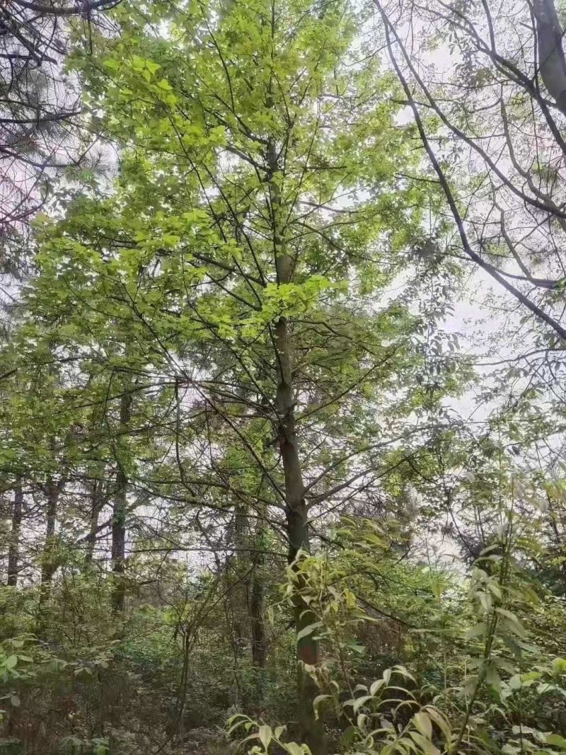 枫香湖北枫香截杆发冒各种品种供应