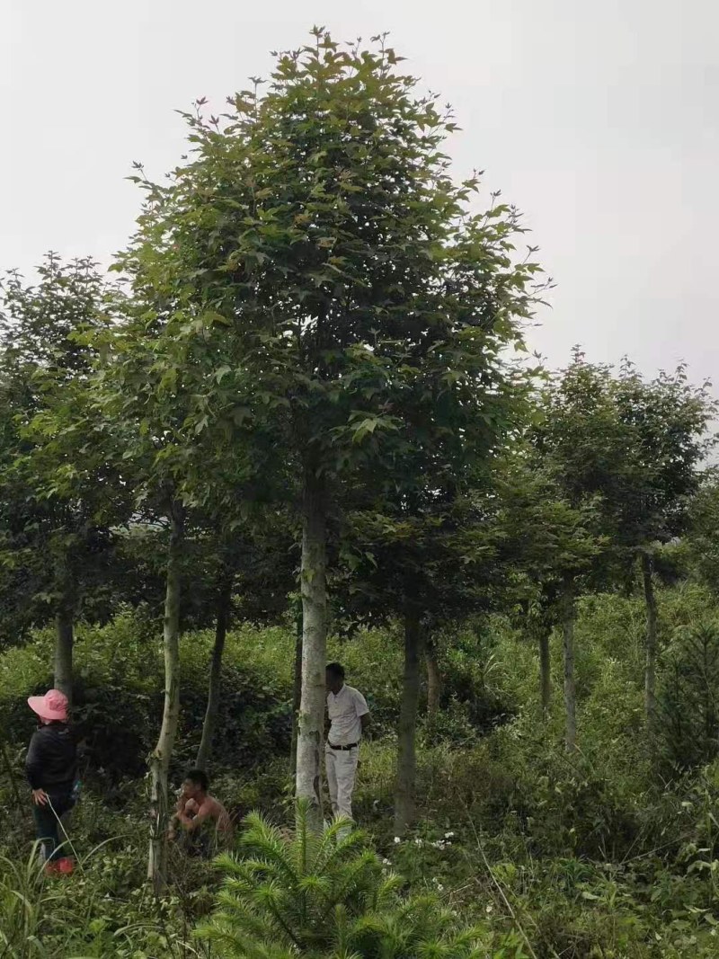 枫香湖北枫香截杆发冒各种品种供应