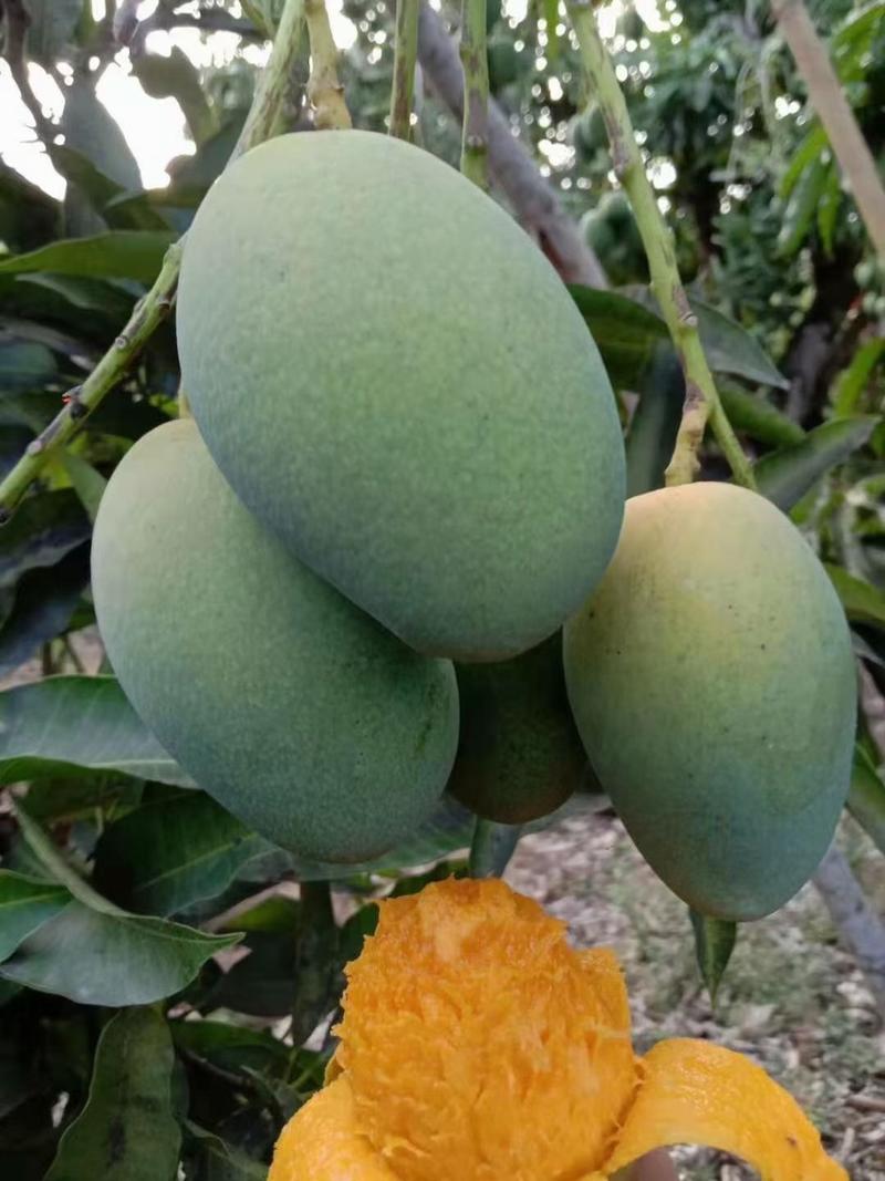 芒果种子