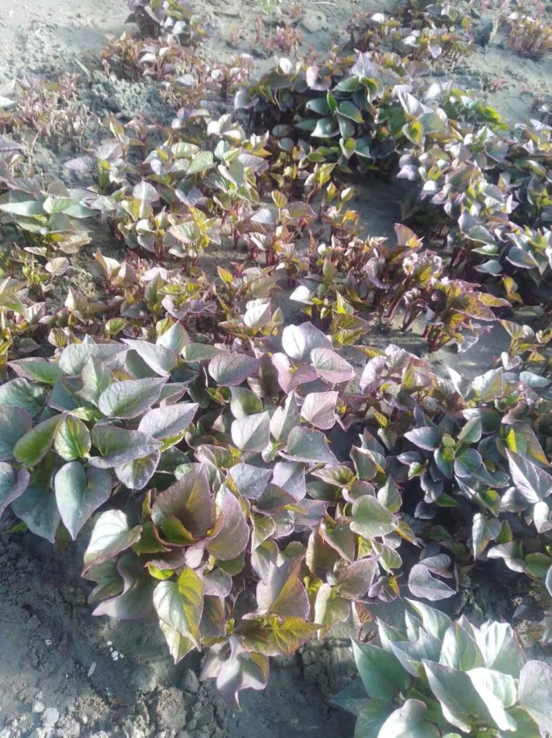 北方辽宁鞍山海城红薯苗地瓜苗基地直销