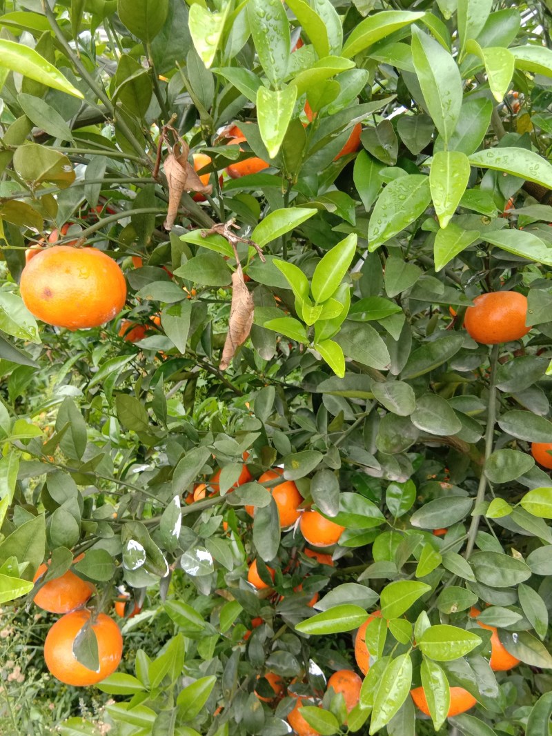 茂谷柑(茂谷柑大量上市，欢迎实地看货)