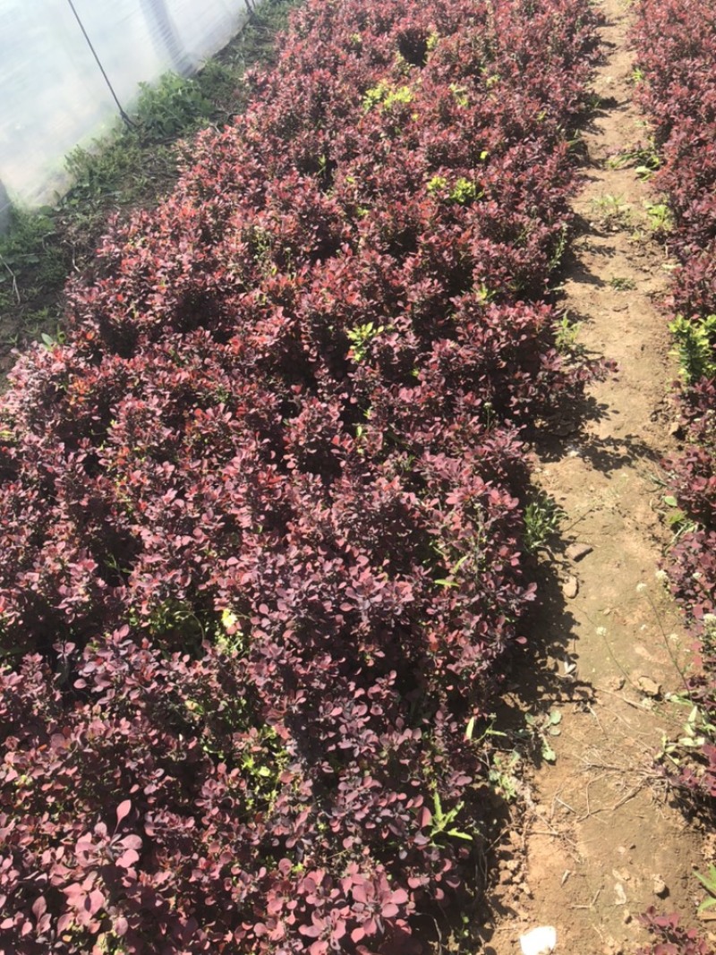 红叶小檗，绿篱色块搭配，基地直供，现货供应欢迎电话联系
