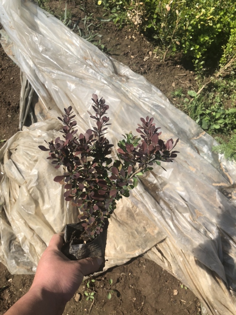 红叶小檗，绿篱色块搭配，基地直供，现货供应欢迎电话联系