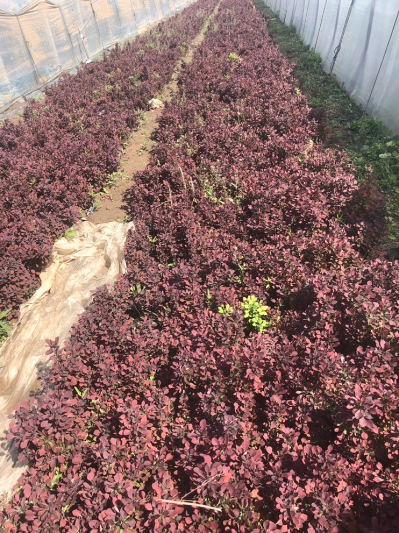 红叶小檗，绿篱色块搭配，基地直供，现货供应欢迎电话联系