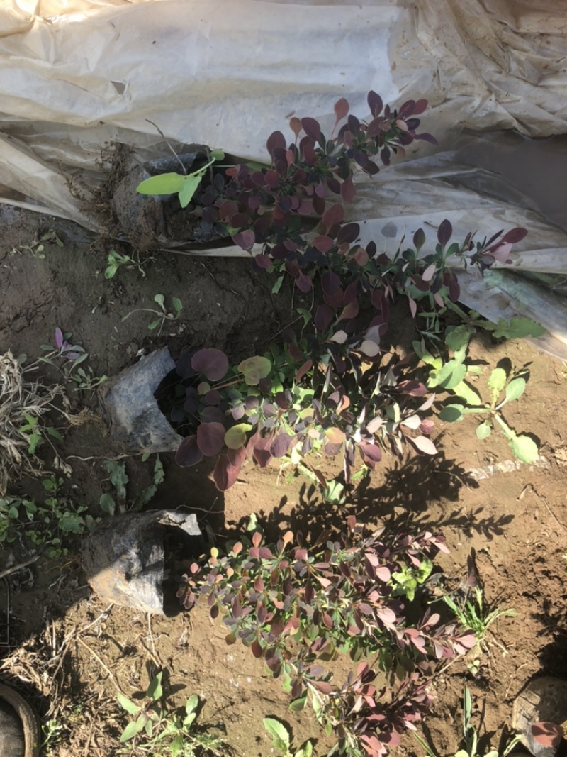 红叶小檗，绿篱色块搭配，基地直供，现货供应欢迎电话联系