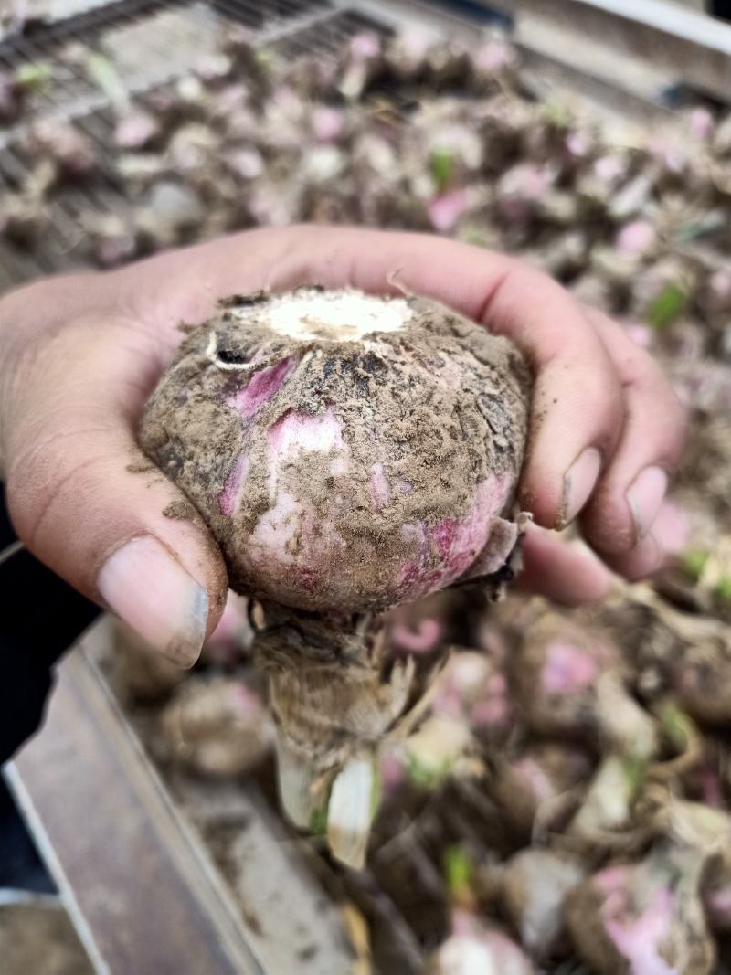 【精品大蒜】蒜头把蒜可供电商、超市、市场