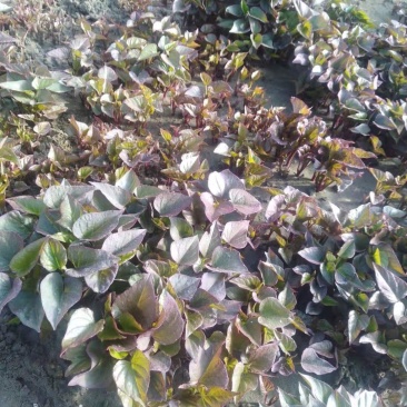 多品种地瓜红薯秧苗基地直销