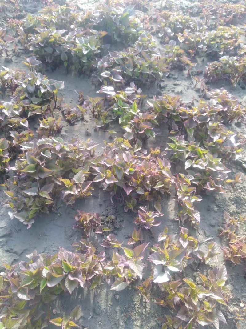 多品种地瓜红薯秧苗基地直销