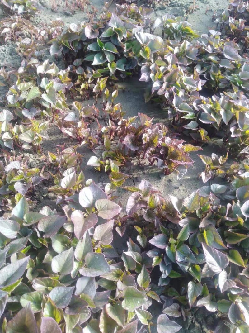 多品种地瓜红薯秧苗基地直销