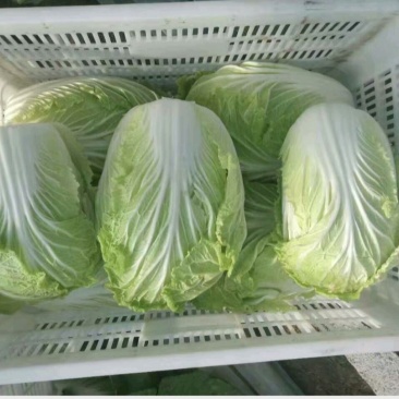 山东青岛黄芯