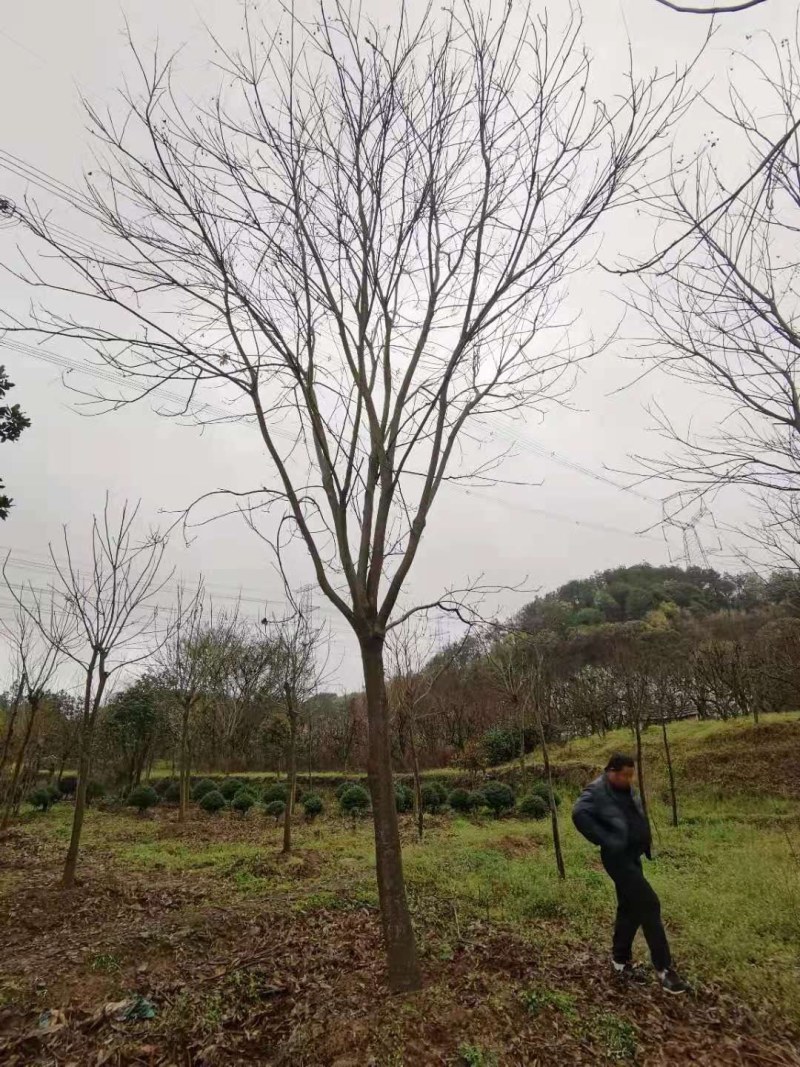 无患子15公分无患子大量供应