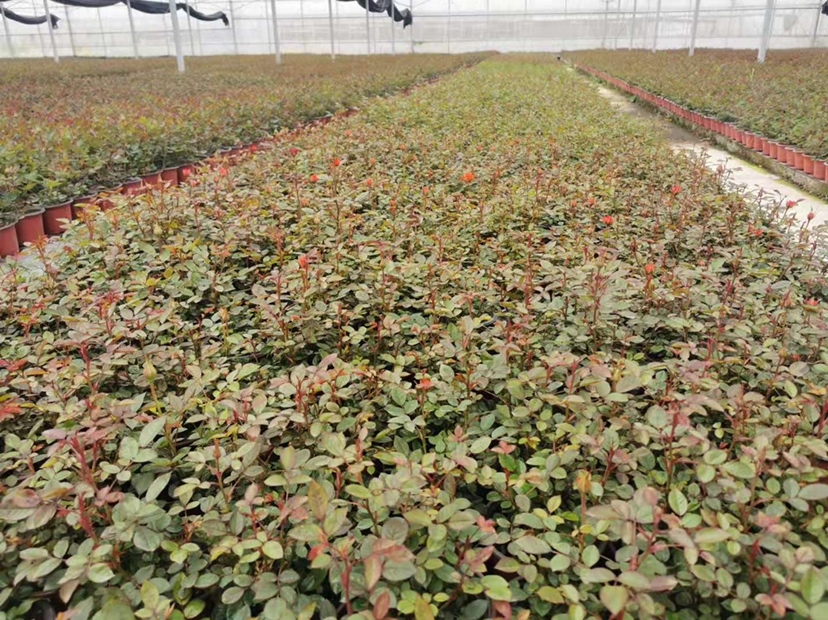 中国主要蔷薇属经济作物产区分布图