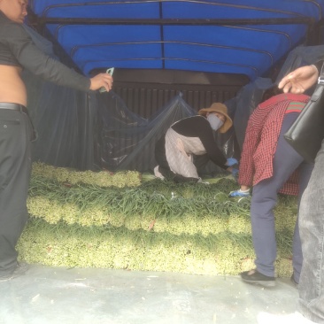 精品白帽红帽蒜薹大量上市量大价优欢迎老板开电洽谈