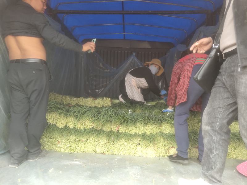 精品白帽红帽蒜薹大量上市量大价优欢迎老板开电洽谈