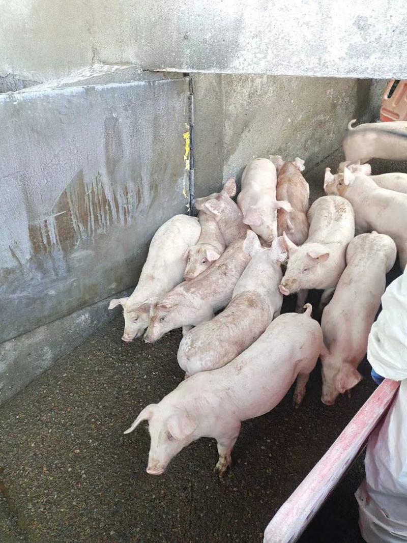 种猪场长白大白二元母猪产仔率高生长速度快53抗病能力