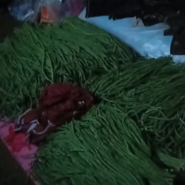 三十亩大棚豆角，货足，品质好，，欢迎你的采购，零售批发