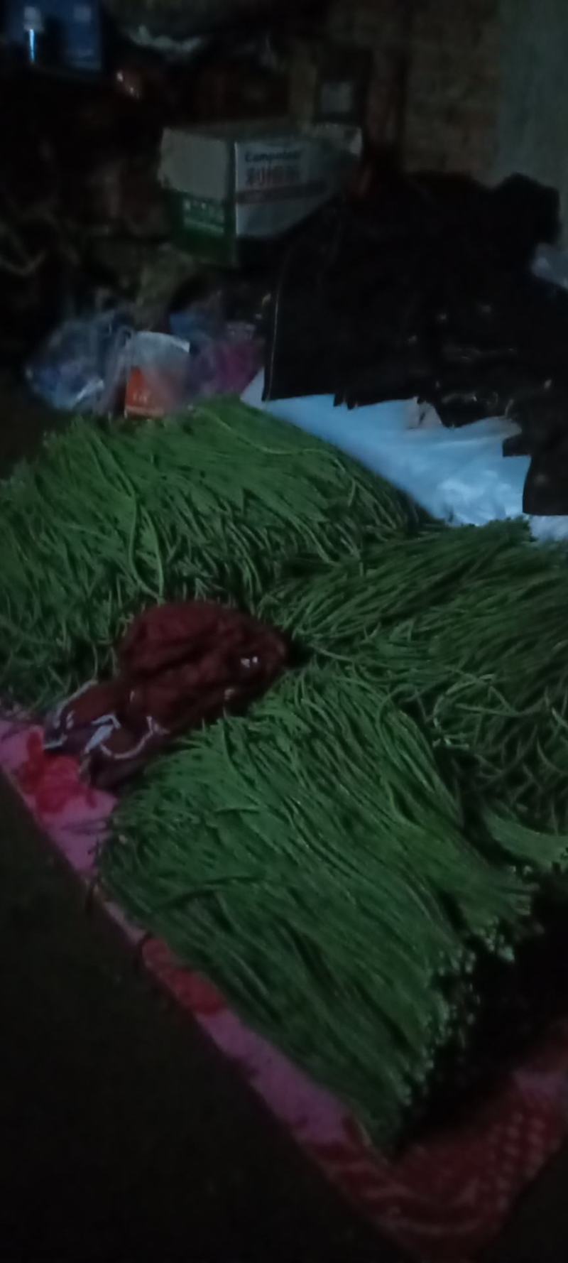 三十亩大棚豆角，货足，品质好，，欢迎你的采购，零售批发