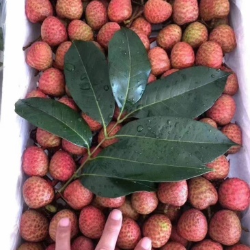 荔枝桂味，糯米糍