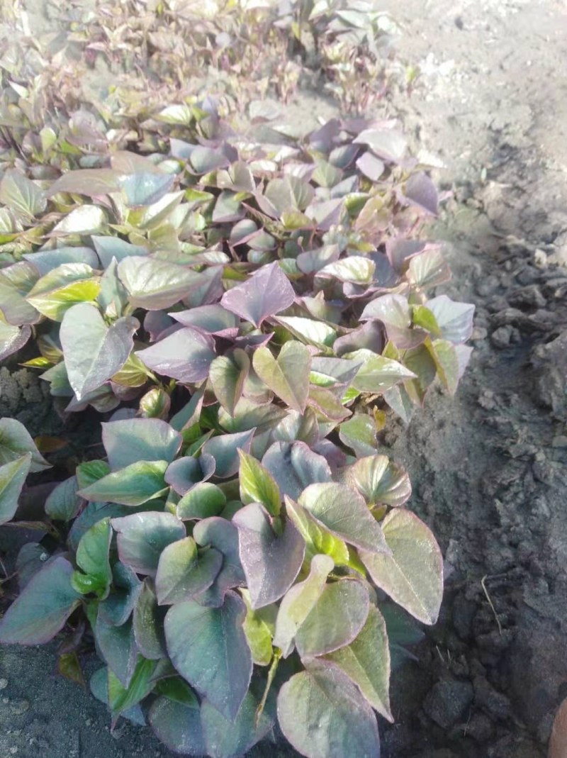 辽宁红薯苗地瓜苗基地直销
