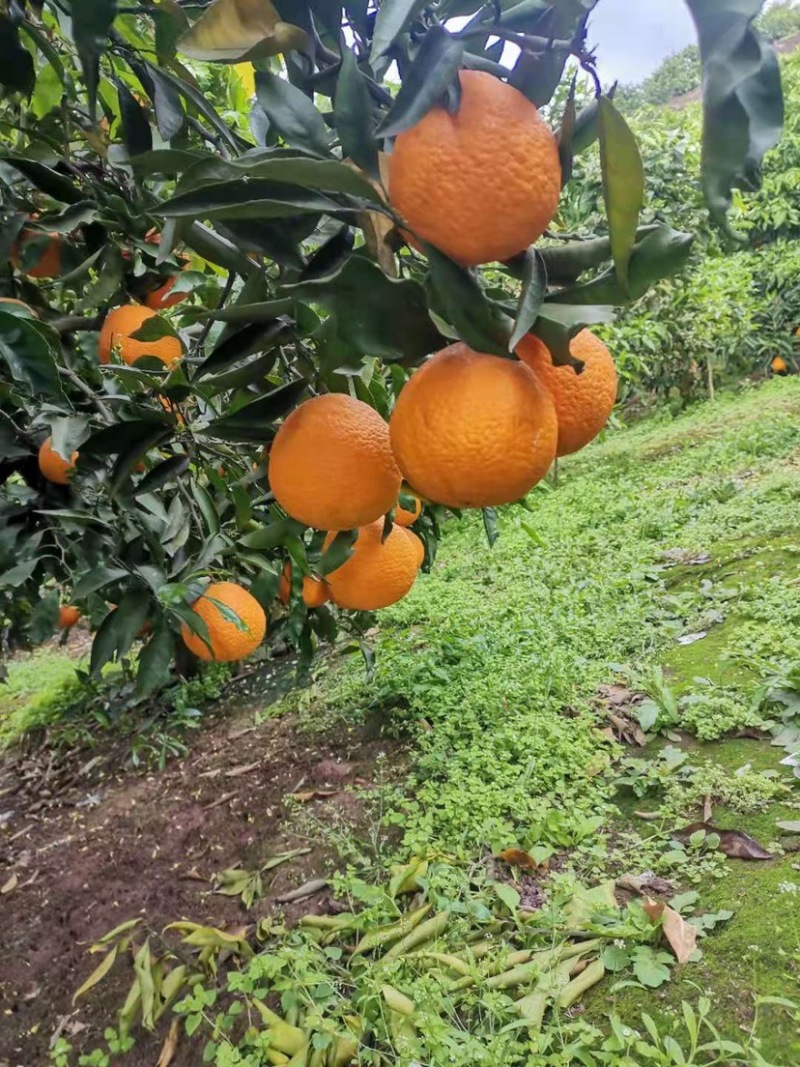 咪咪甜青见大量上市
