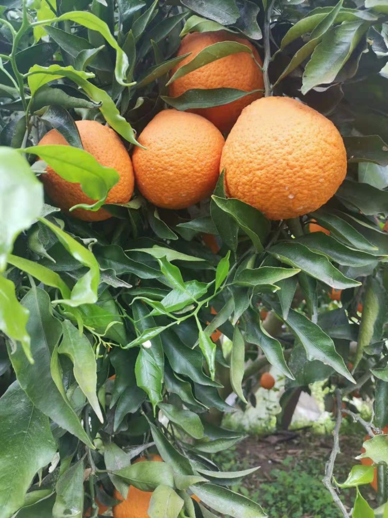 咪咪甜青见大量上市