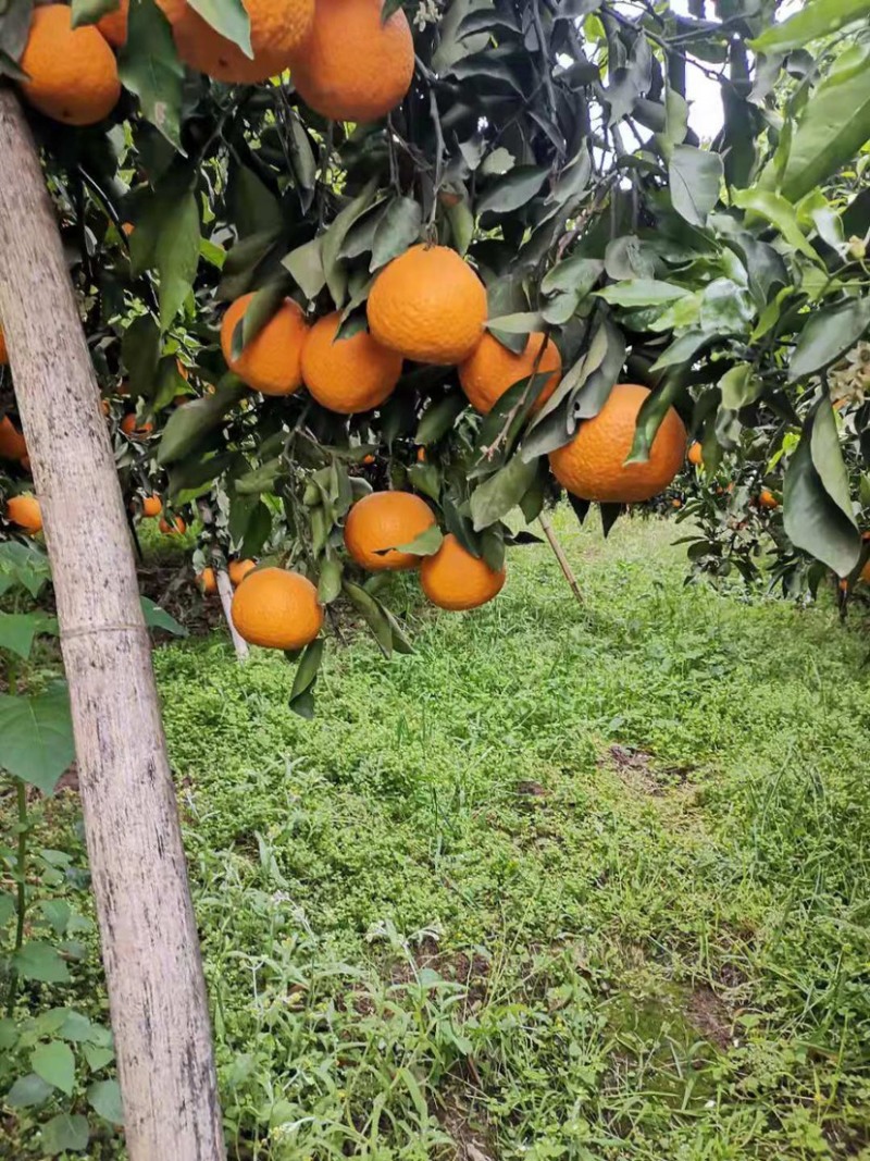 咪咪甜青见大量上市
