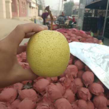 精选【河北牌雪花梨】一手货源产地直销四季有货