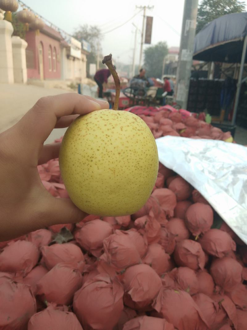精选【河北牌雪花梨】一手货源产地直销四季有货