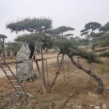 精品造型松，专供大斜飘，虬枝密冠
