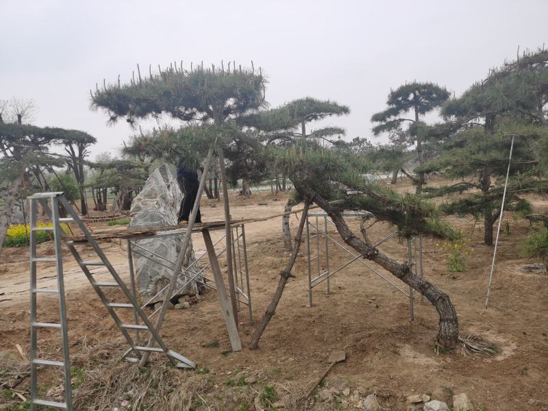 精品造型松，专供大斜飘，虬枝密冠