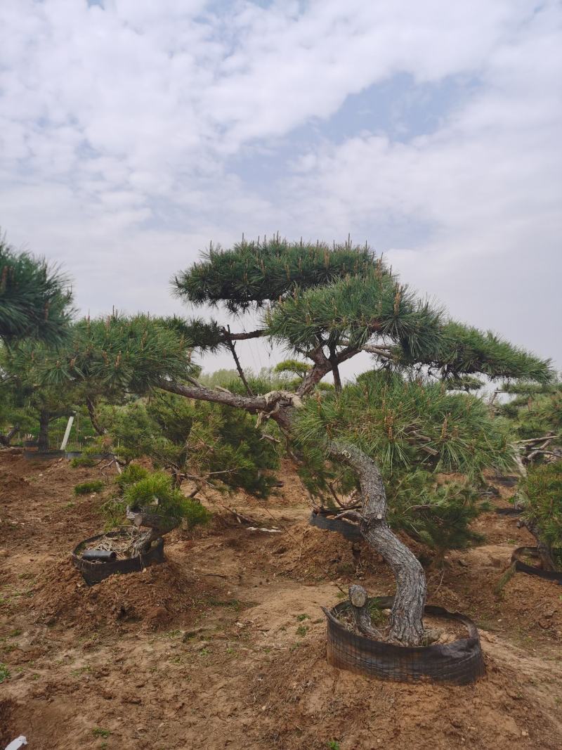 精品造型松，专供大斜飘，虬枝密冠