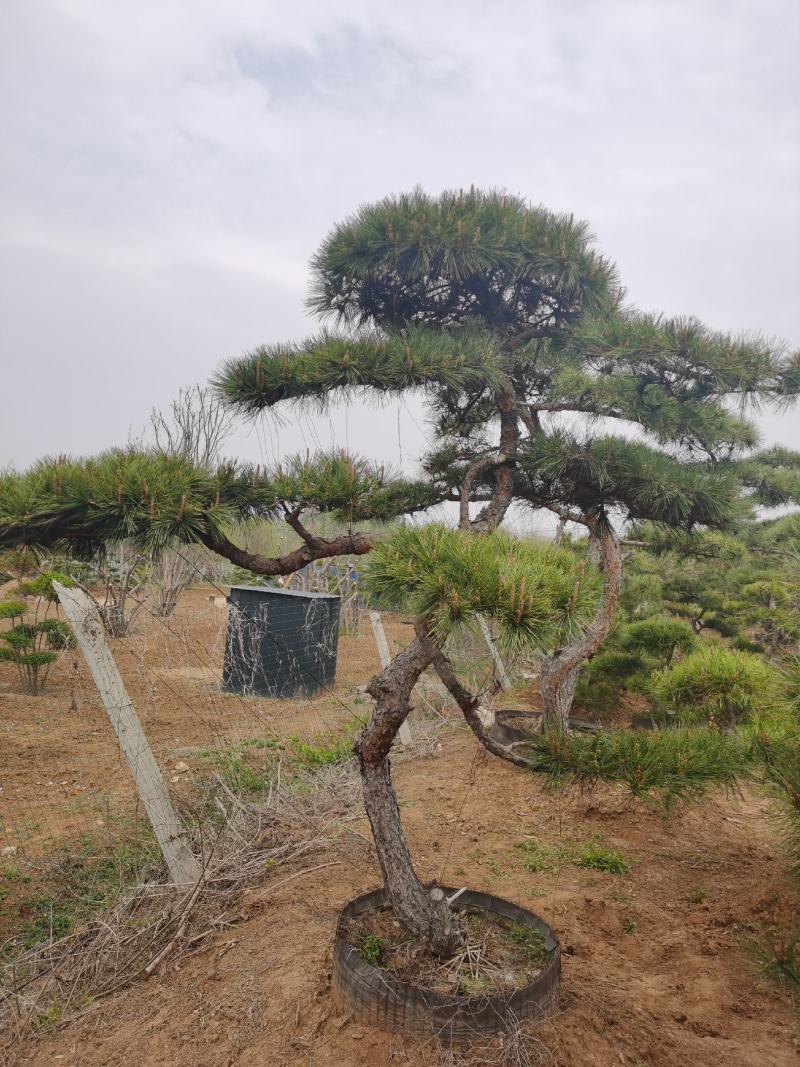 精品造型松，专供大斜飘，虬枝密冠
