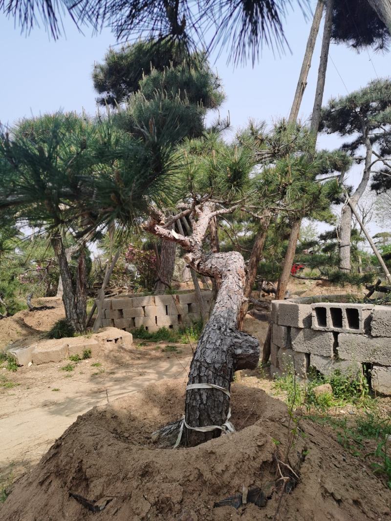 精品造型松，专供大斜飘，虬枝密冠