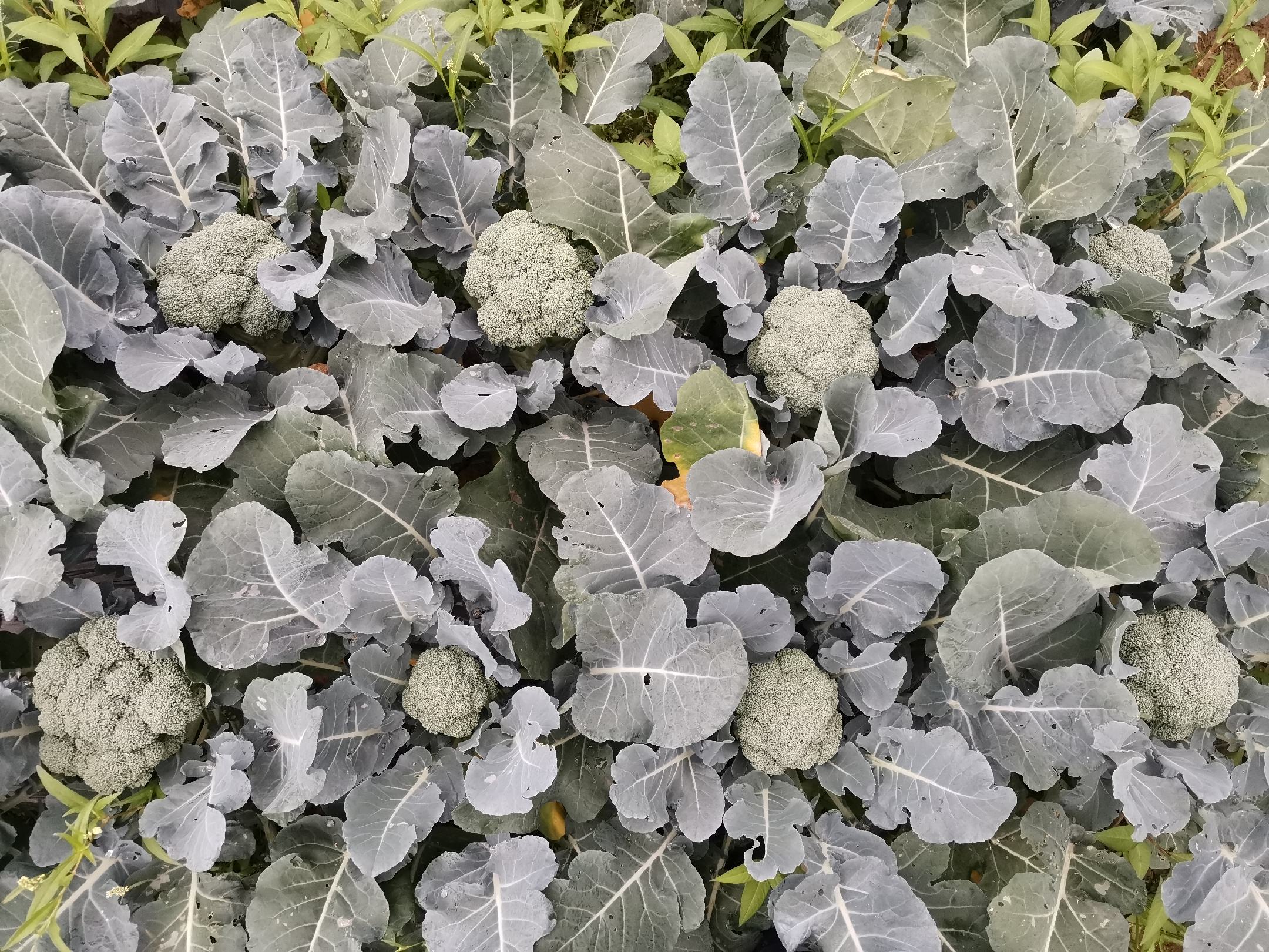 地图展示中国主要西兰花与花菜种植区域,标注浙江台州、云南玉溪、山东寿光、河北邯郸、福建漳州五大核心产区,并配以不同颜色区分主栽品类:绿色代表西兰花优势区,白色代表花菜主产区。附简要气候特征说明 中国主要西兰花与花菜产区分布示意图