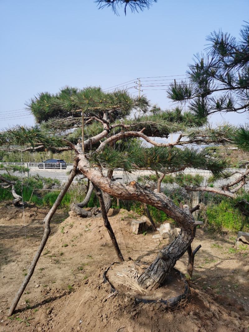 精品造型松，专供大斜飘，虬枝密冠