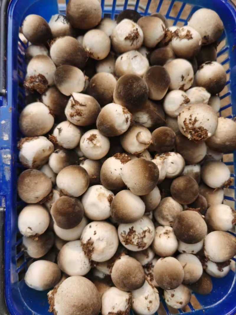 草菇直供/漳州/广东基地/工厂化/稳定采购商来