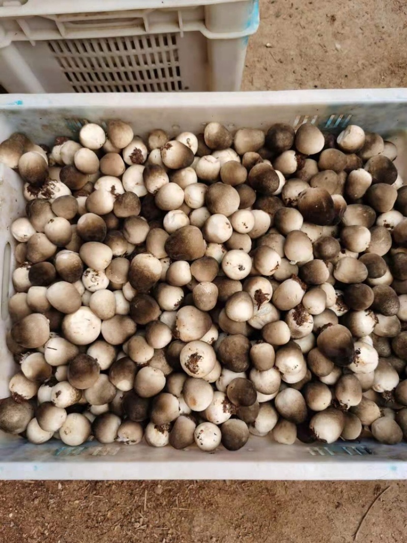 草菇直供/漳州/广东基地/工厂化/稳定采购商来
