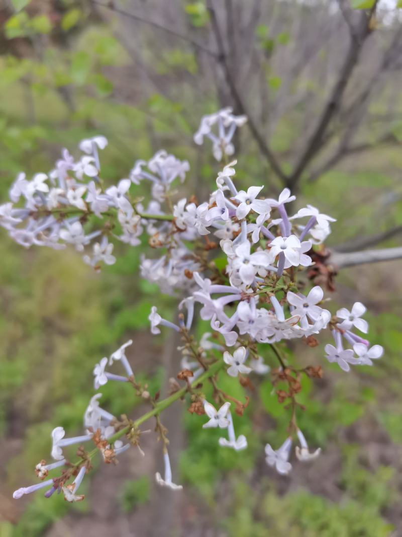 丁香树丁香花紫丁香单杆独杆丁香江苏地起苗成活率高