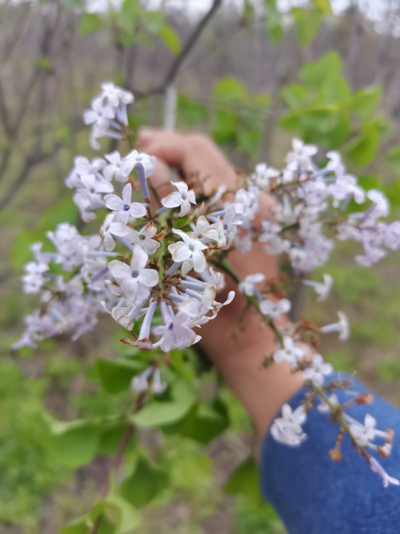 丁香树丁香花紫丁香单杆独杆丁香江苏地起苗成活率高