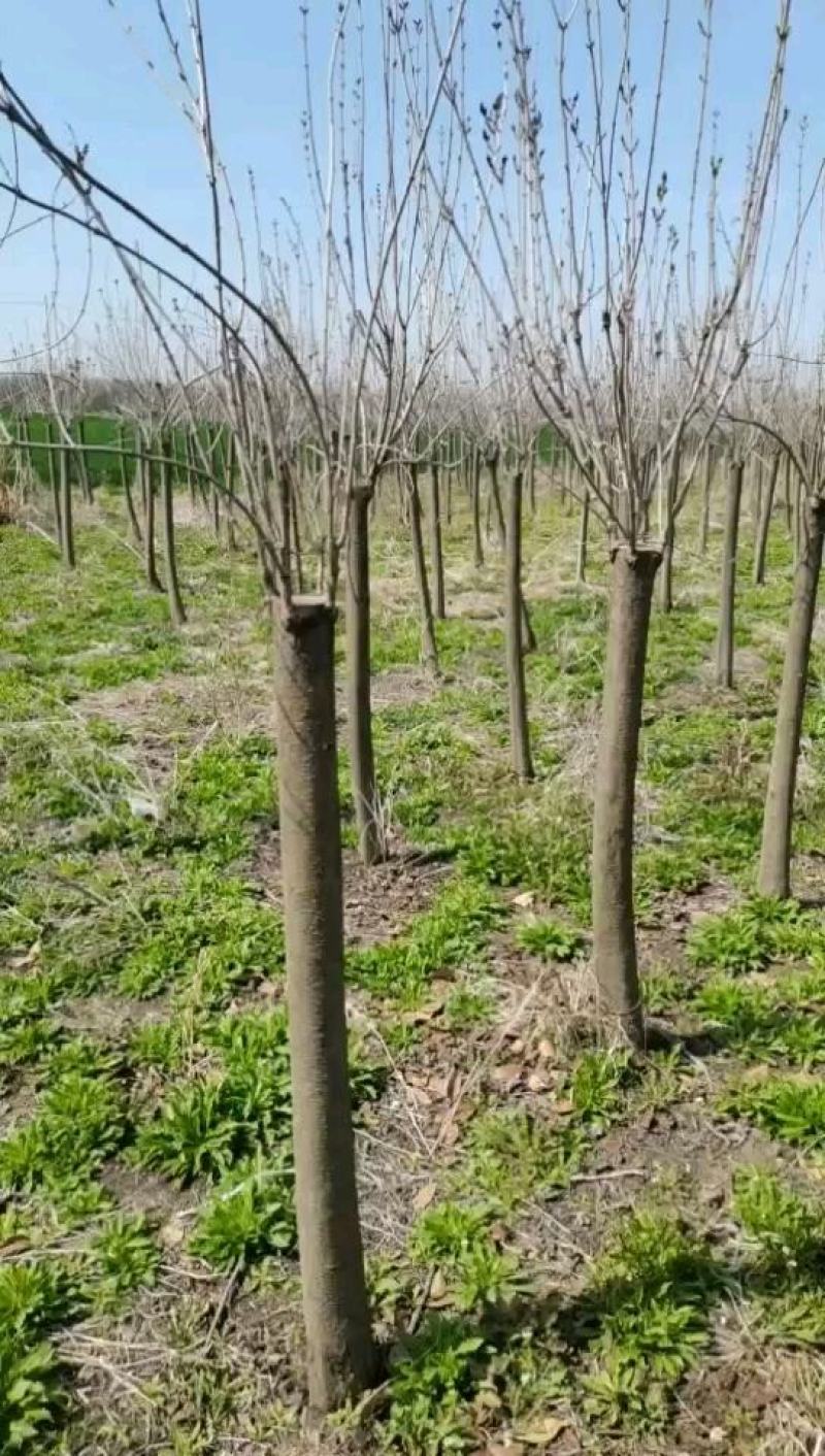 丁香树丁香花紫丁香单杆独杆丁香江苏地起苗成活率高