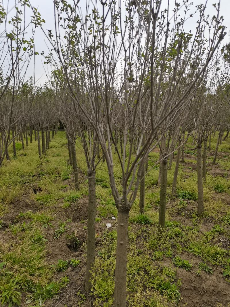丁香树丁香花紫丁香单杆独杆丁香江苏地起苗成活率高