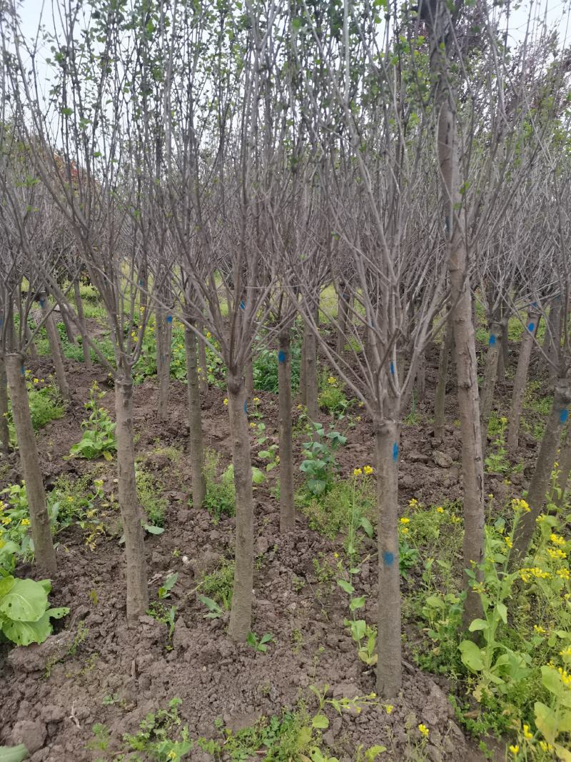 丁香树丁香花紫丁香单杆独杆丁香江苏地起苗成活率高