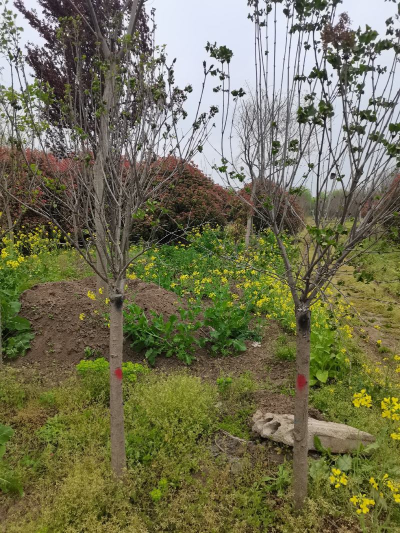丁香树丁香花紫丁香单杆独杆丁香江苏地起苗成活率高