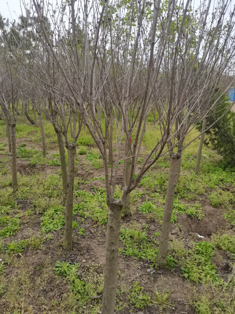 丁香树丁香花紫丁香单杆独杆丁香江苏地起苗成活率高