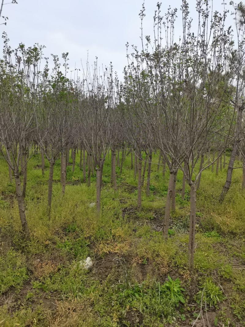 丁香树丁香花紫丁香单杆独杆丁香江苏地起苗成活率高