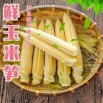 新鲜甜玉米笋玉米芯仔嫩玉米迷你小玉米蔬菜涉拉农产现发包邮