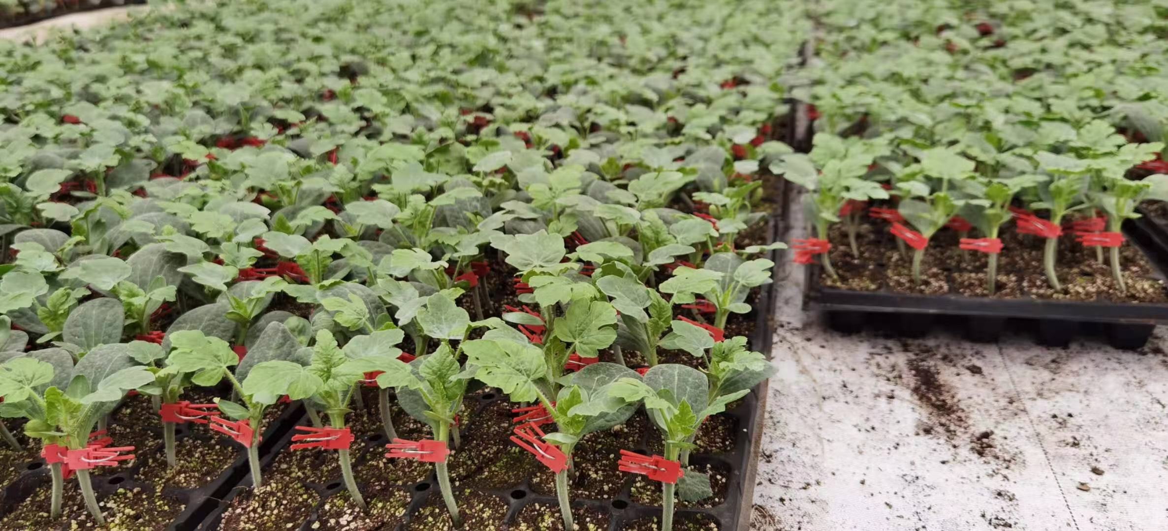 展示红布林App首页界面,以红色为主色调,突出品牌LOGO和热门商品推荐 红布林App界面展示