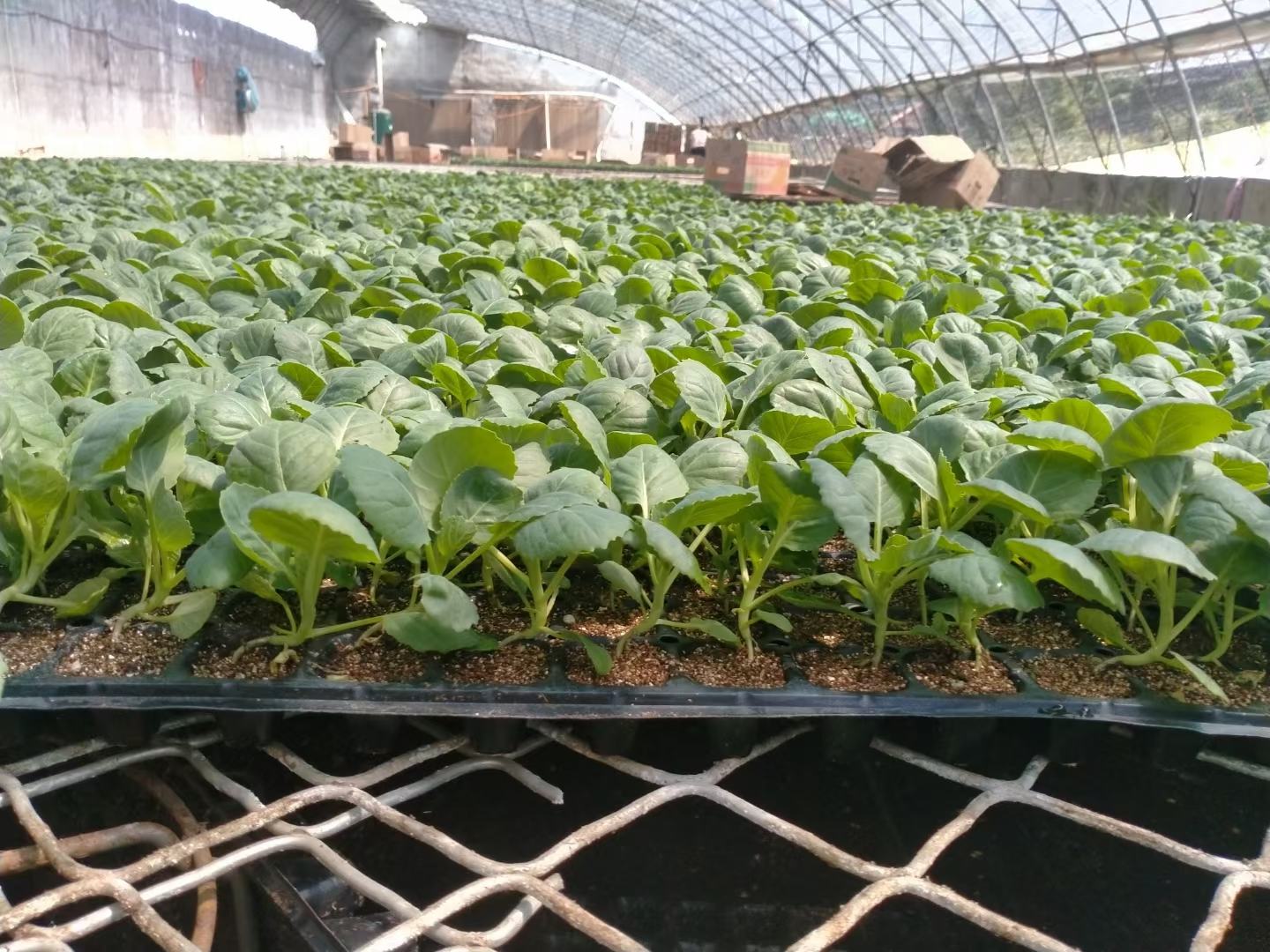 红薯脱毒种苗培育过程